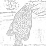 coloring page: hand holding a crappie